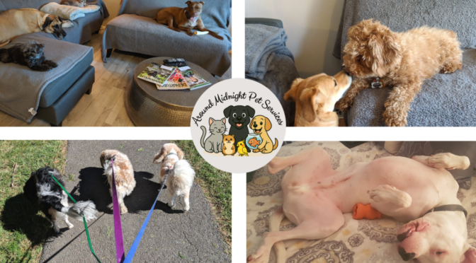 Dogs enjoying indoor playtime, outdoor walks, and cozy home environments with Around Midnight Pet Services in Northern Virginia.